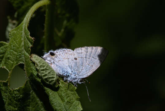 Слика од Hypolycaena sipylus Felder 1860