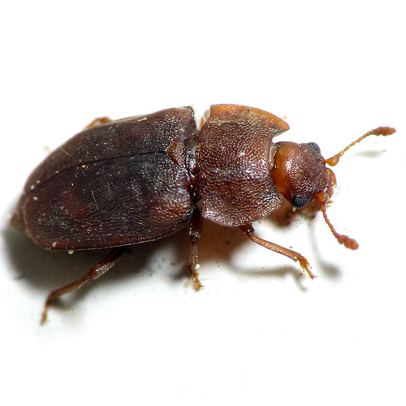 Image of Epuraea rufa (Say 1825)