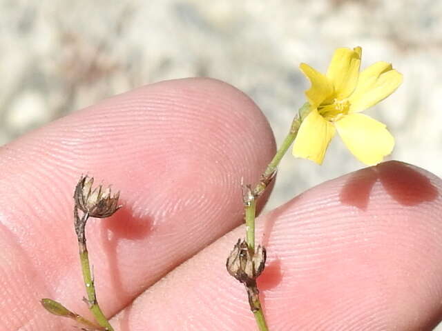 Image of rock flax