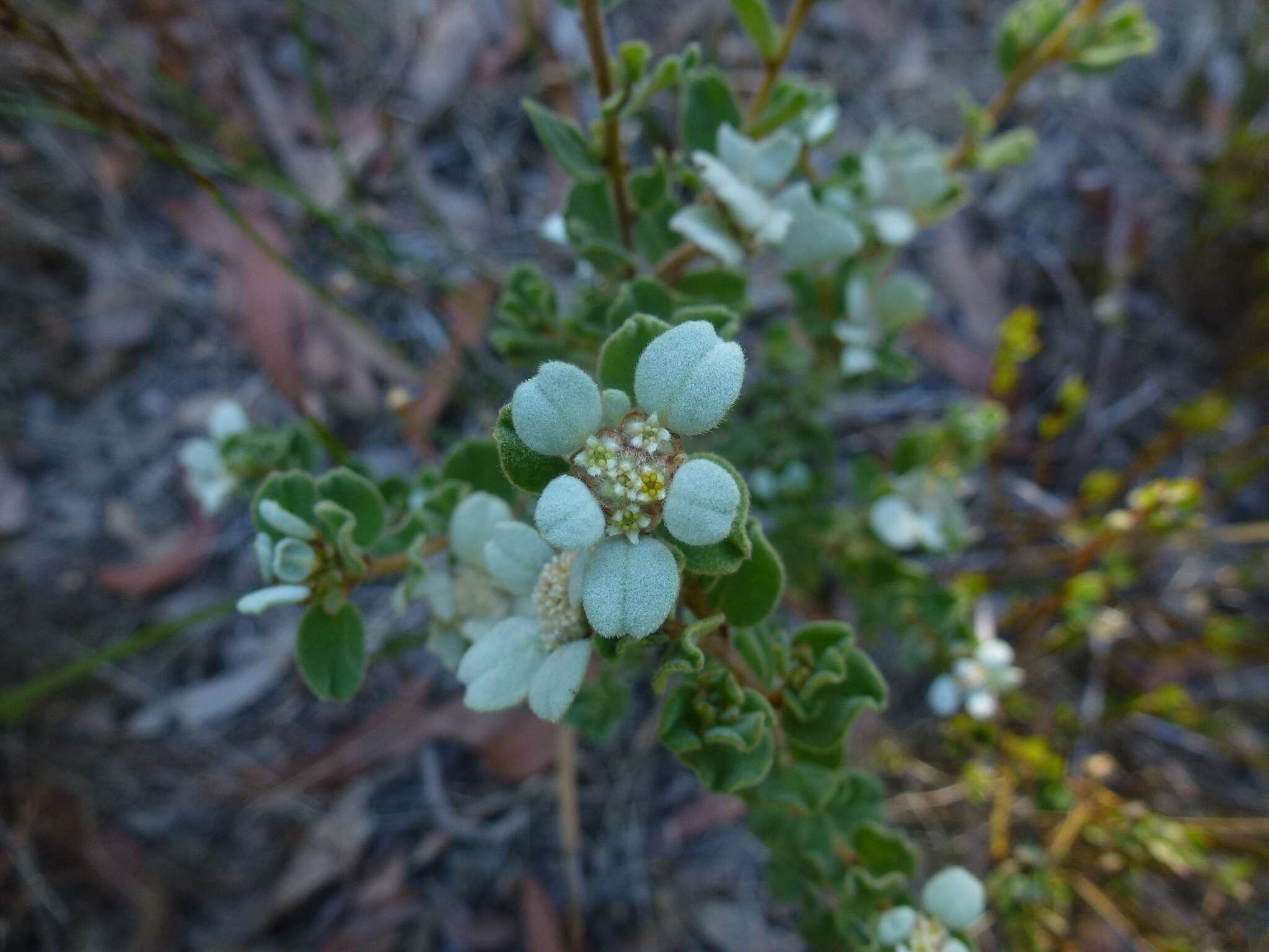 Image of Spyridium coactilifolium Reiss.