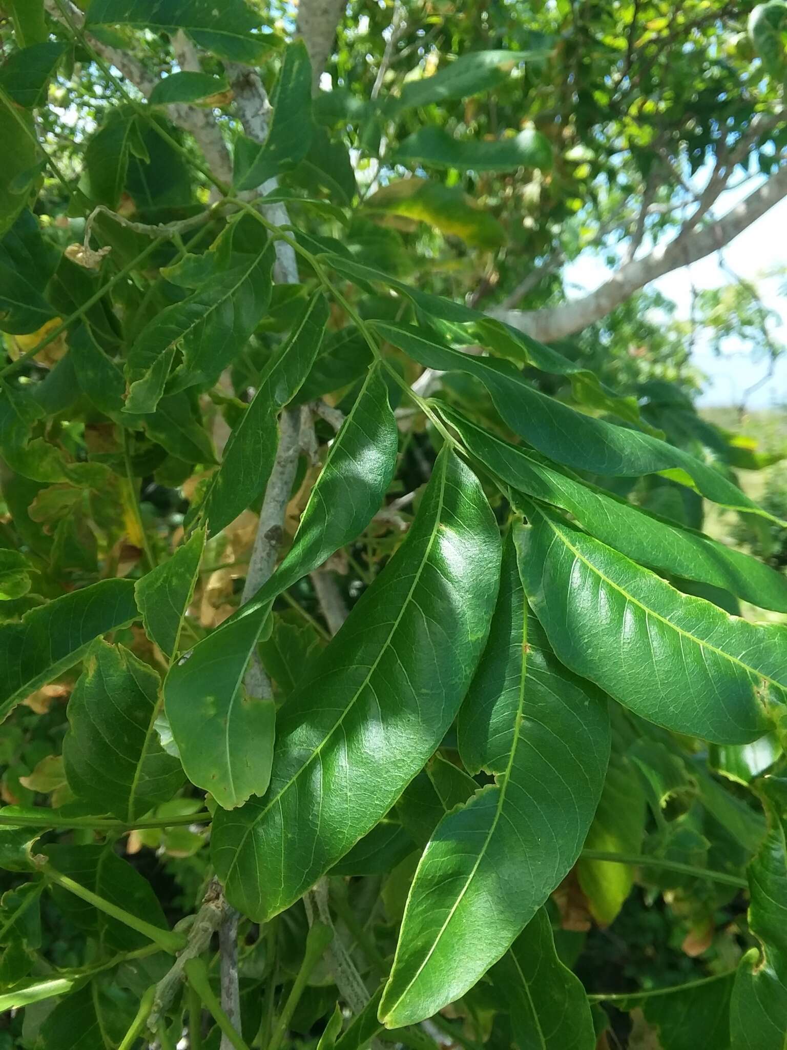 Image of Soapberry Tree