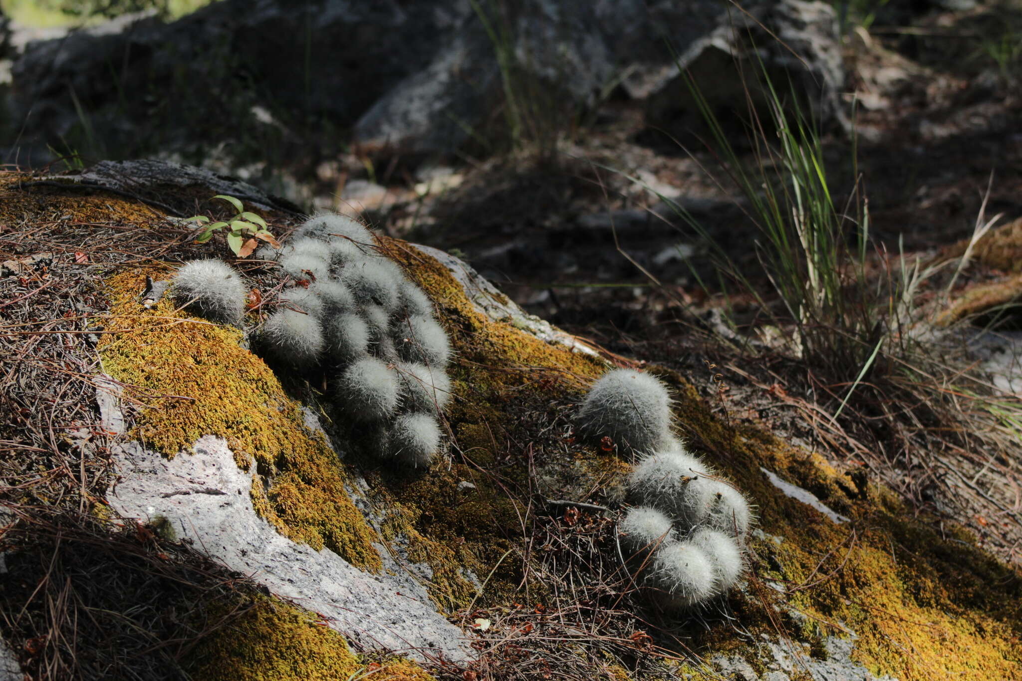 صورة Mammillaria senilis Lodd. ex Salm-Dyck