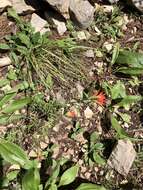 Image of Sacramento Mountain Indian paintbrush