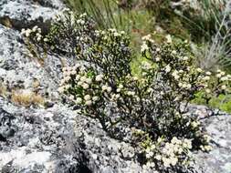 Image of Brunia microphylla Thunb.