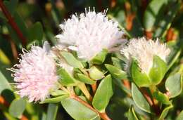 Image of Pimelea lanata R. Br.