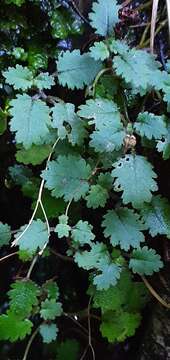 Image of Jovellana repens (Hook. fil.) Kränzl.