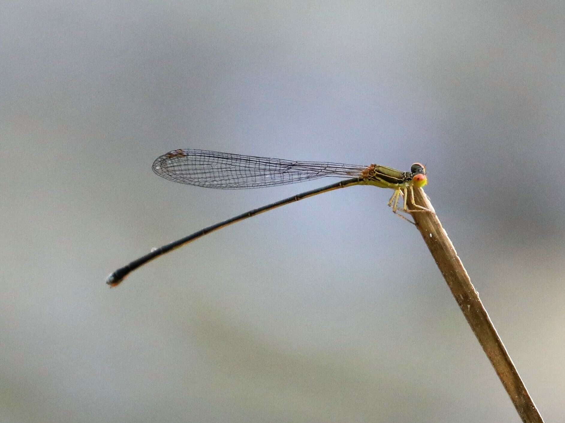 Image of Nesobasis rufostigma Donnelly 1990