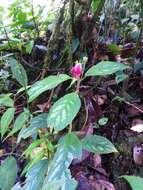 Sivun Kohleria inaequalis var. ocellata (Hook.) L. P. Kvist & L. E. Skog kuva