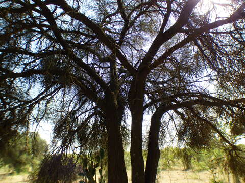 Image of Mesquite