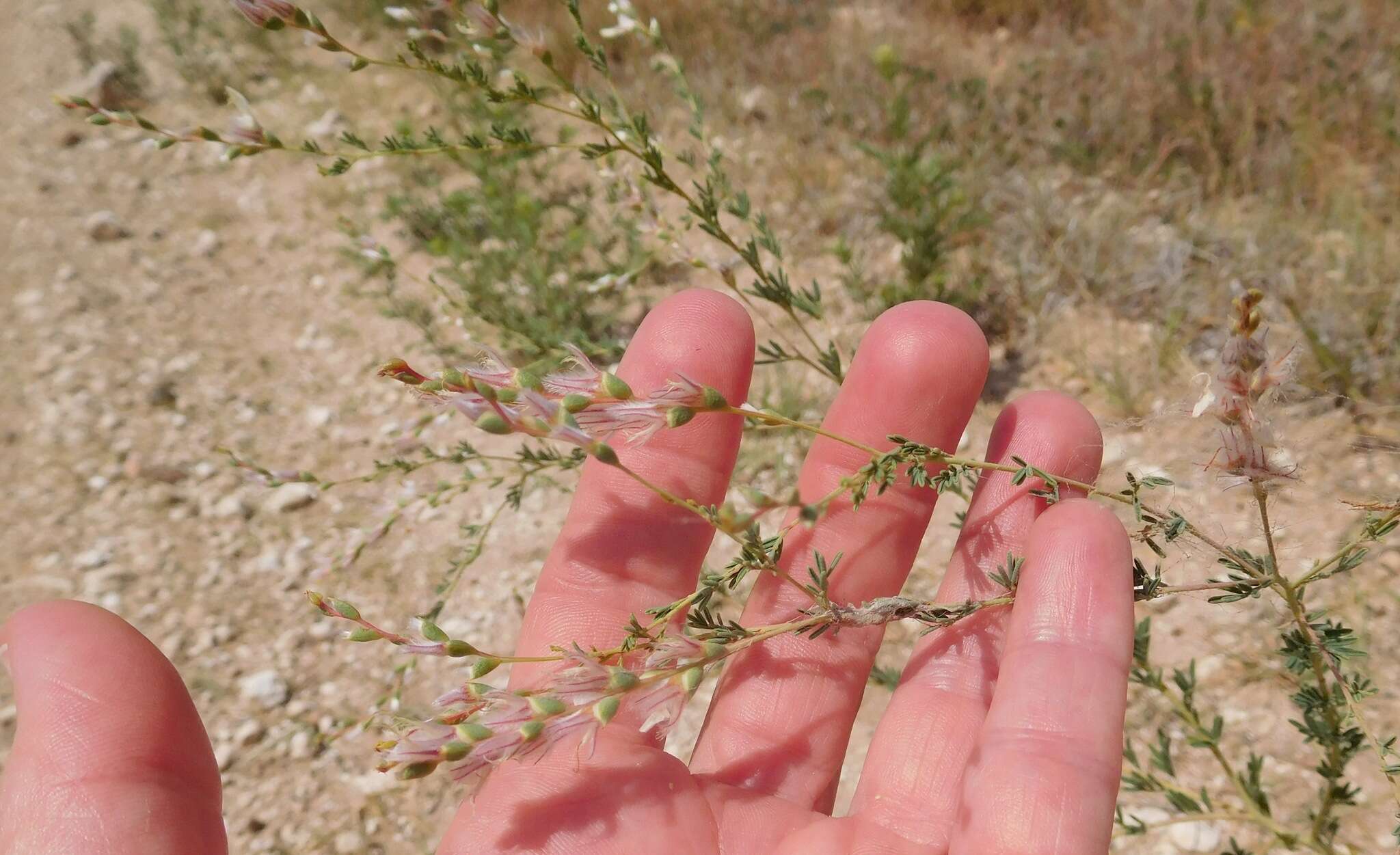 Image of nineanther prairie clover