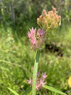 Слика од Asclepias rubra L.