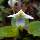 Sivun Viola grahamii Benth. kuva