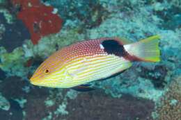 Bodianus loxozonus (Snyder 1908) resmi