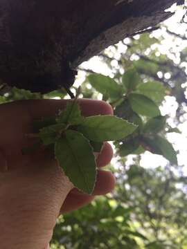 Imagem de Quercus tarokoensis Hayata