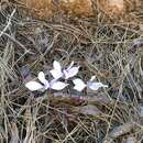 Image of <i>Cyclamen cilicicum</i> Boiss. & Heldr.