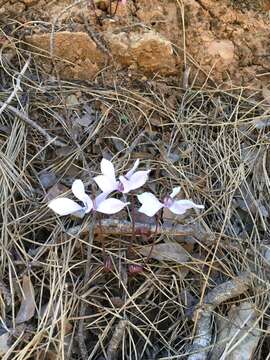 Image of <i>Cyclamen cilicicum</i> Boiss. & Heldr.