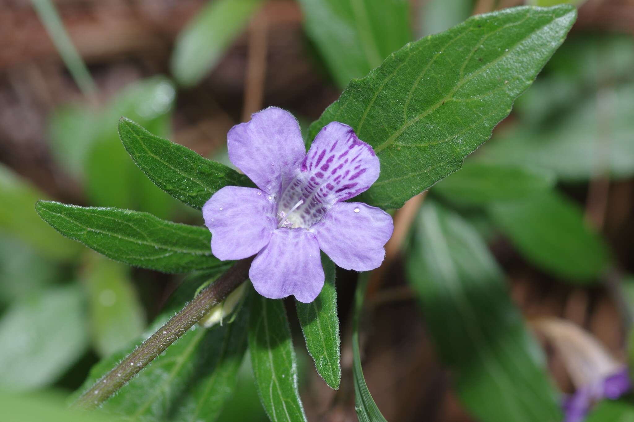 Dyschoriste oblongifolia (Michx.) Kuntze的圖片