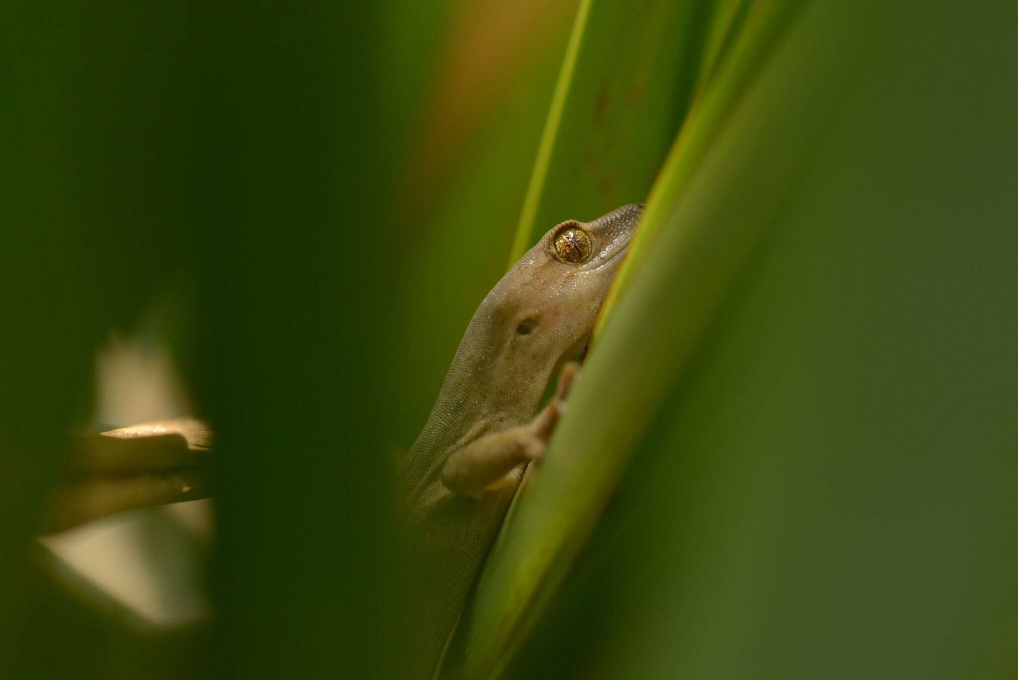 Image of Gold-striped Gecko