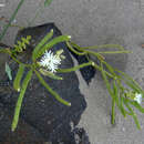 Image of Schizopetalon tenuifolium Phil.