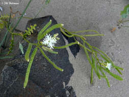 Plancia ëd Schizopetalon tenuifolium Phil.