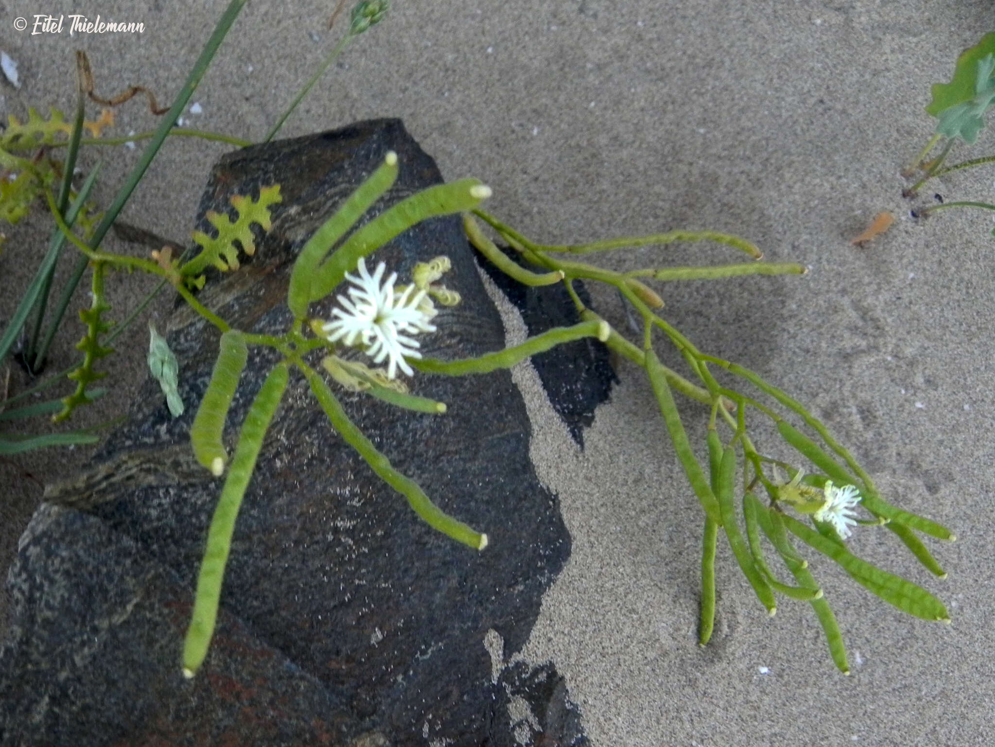 Plancia ëd Schizopetalon tenuifolium Phil.