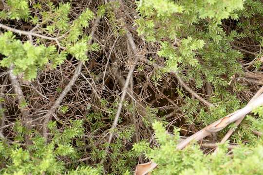 Image of Mountain Plum Pine