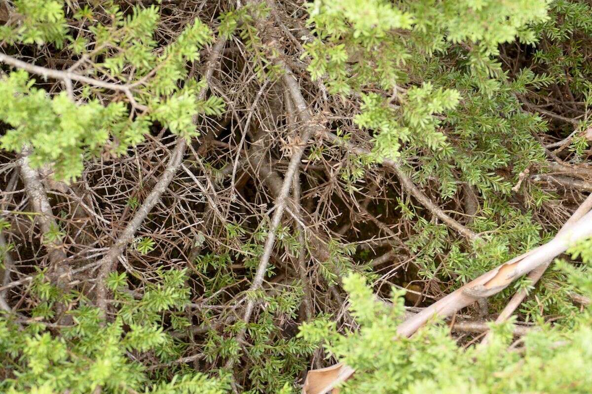 Image of Mountain Plum Pine