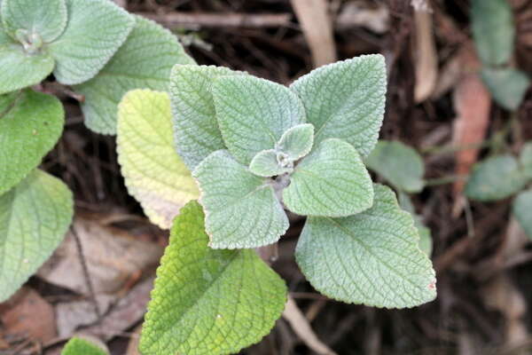 Image of <i>Coleus argentatus</i>