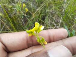 Image of Rhynchosia leucoscias Harv.