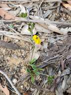 Image of Goodenia bellidifolia subsp. bellidifolia