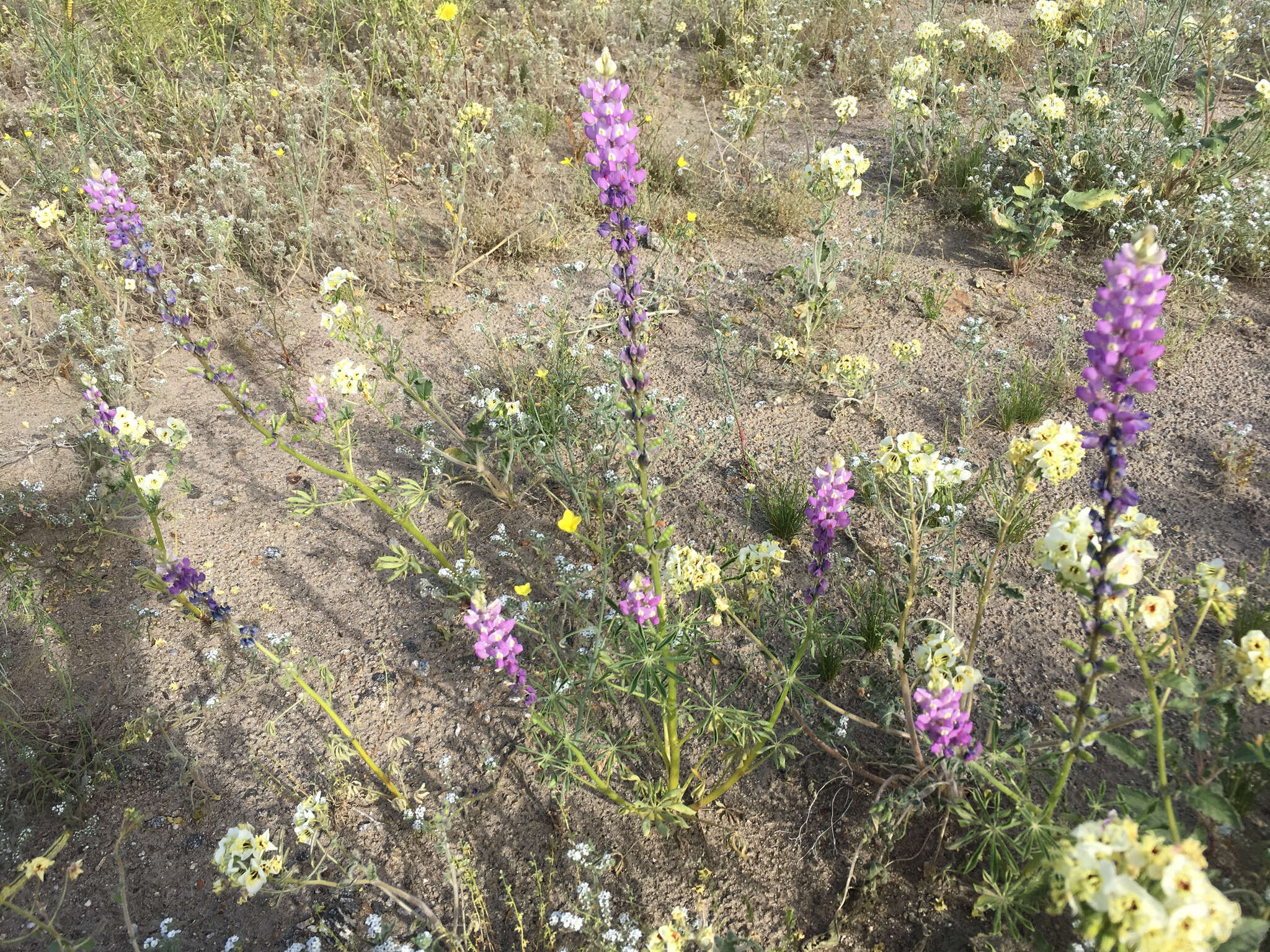 Image of Arizona lupine