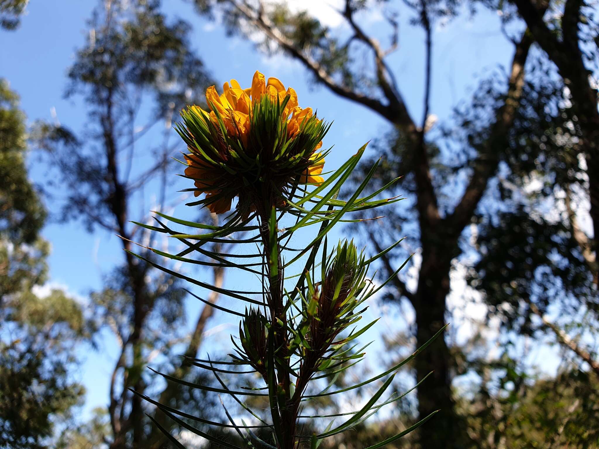 Image of Pultenaea stipularis Sm.