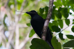 Image of New Caledonian Crow