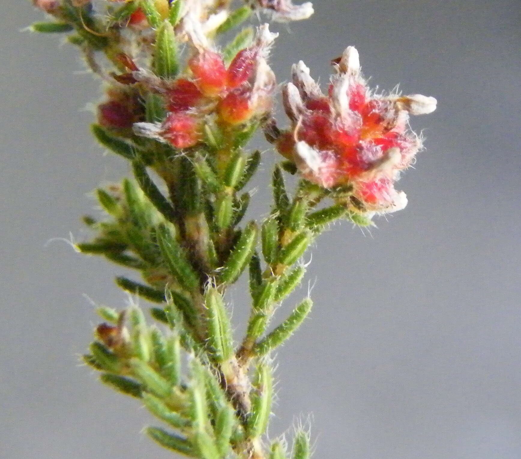 Plancia ëd Erica glabella subsp. glabella