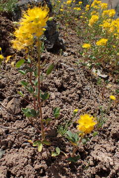 Image of golden spiderflower