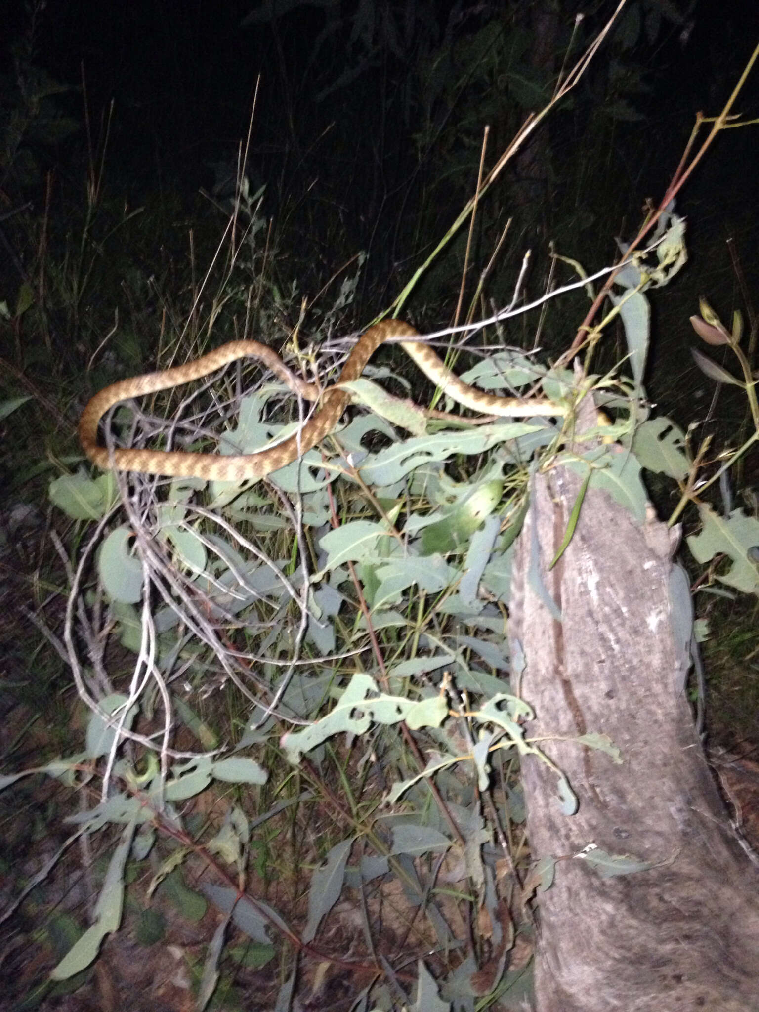 Image of Brown tree snake