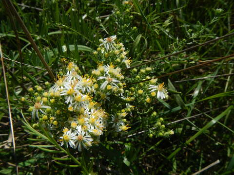 صورة Symphyotrichum ericoides (L.) G. L. Nesom