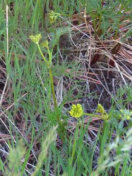 Image of whiskbroom parsley