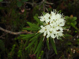 Imagem de Rhododendron tomentosum (Stokes) Harmaja