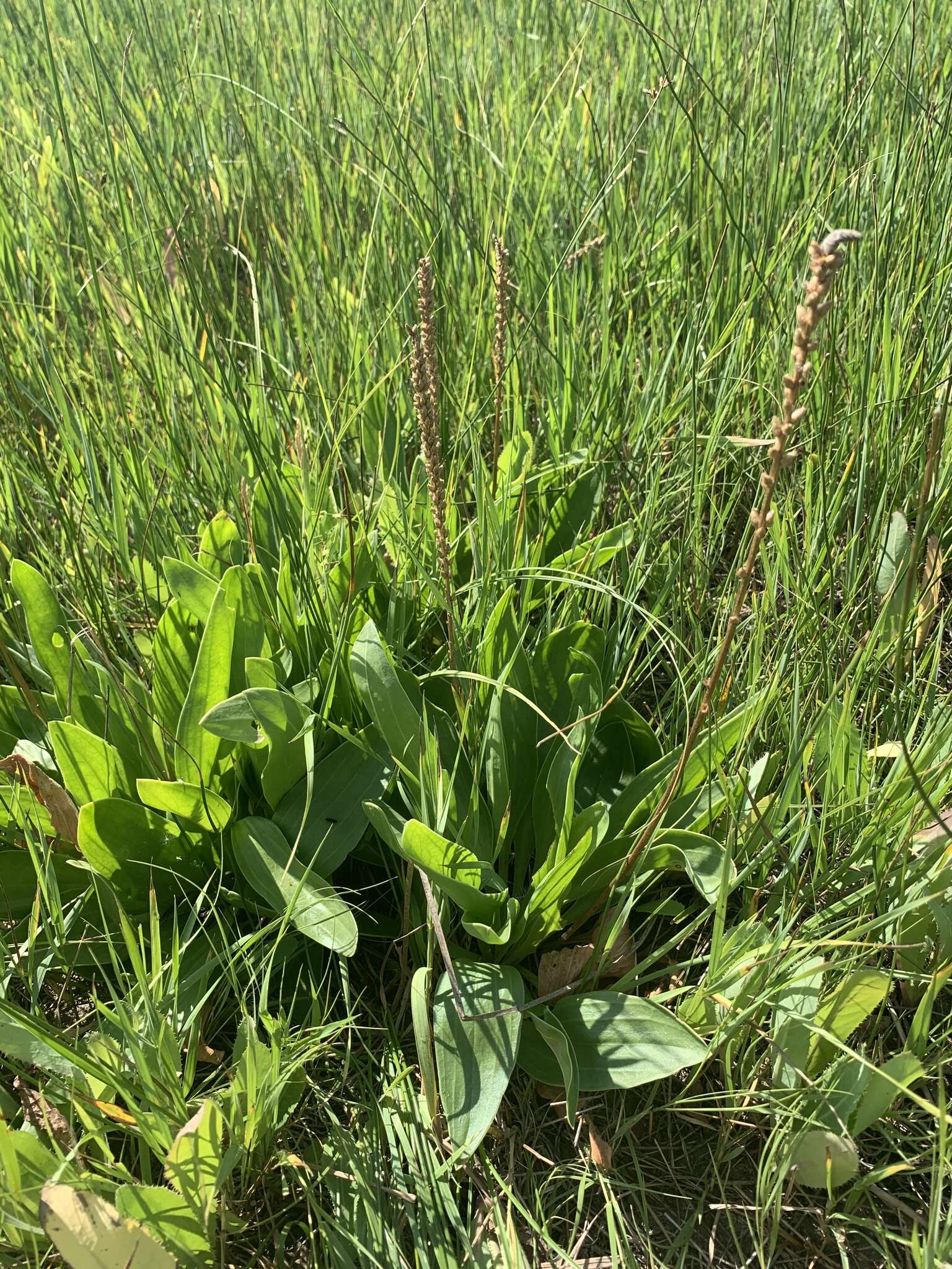 Image of redwool plantain