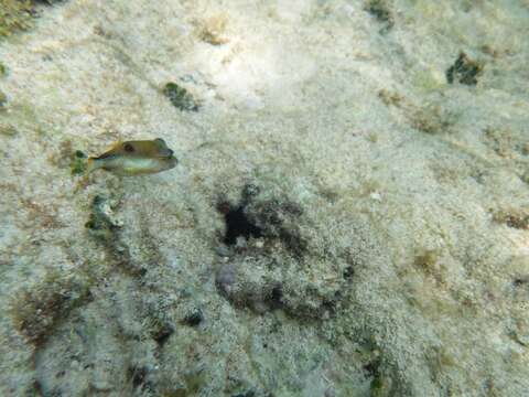 Image of Caribbean Sharpnose-puffer