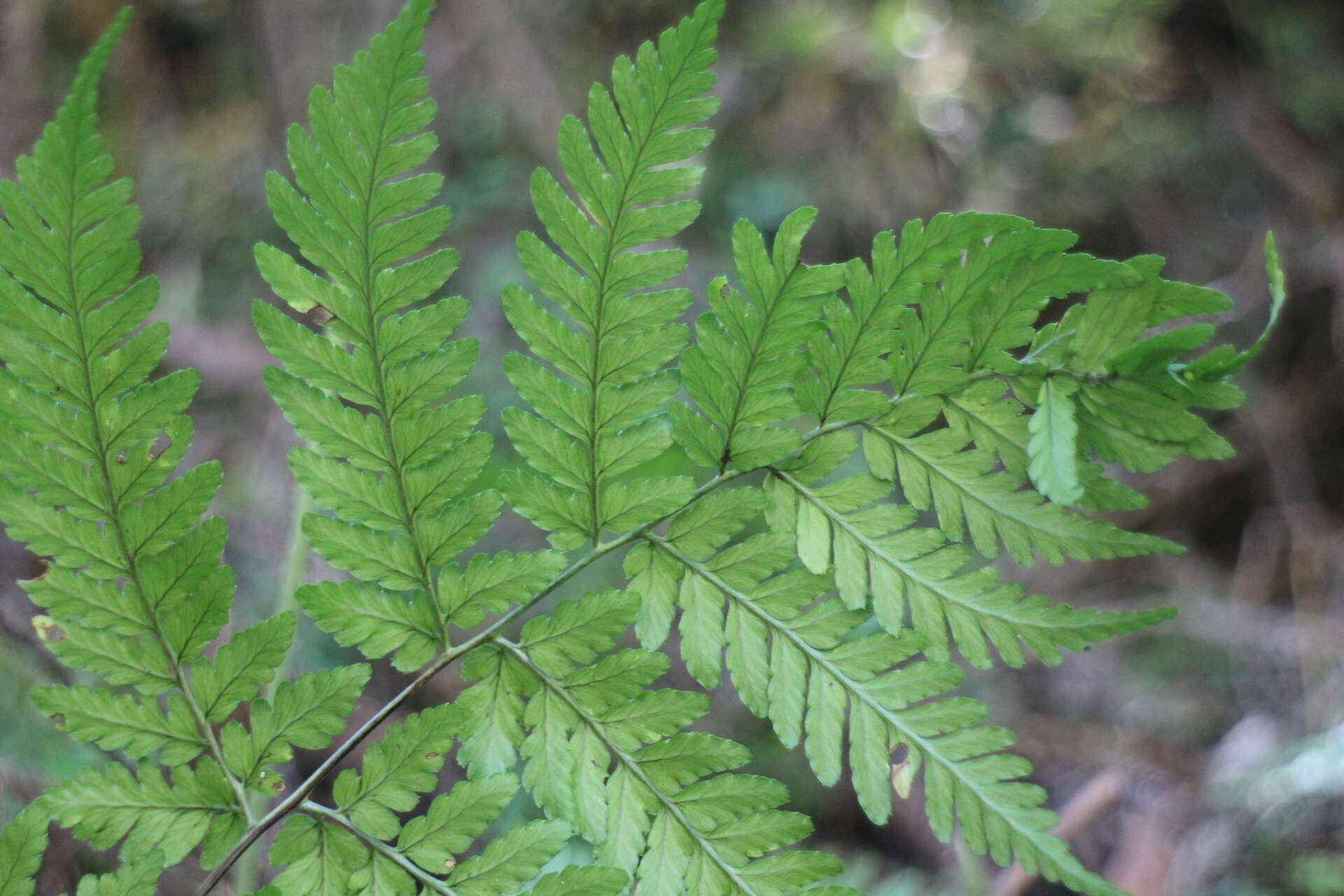 Sivun Dryopteris hendersonii (Bedd.) C. Chr. kuva