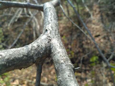 Plancia ëd Corylus sieboldiana Blume