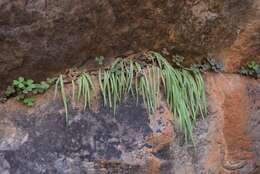 Image of Bulbine pendens G. Will. & Baijnath