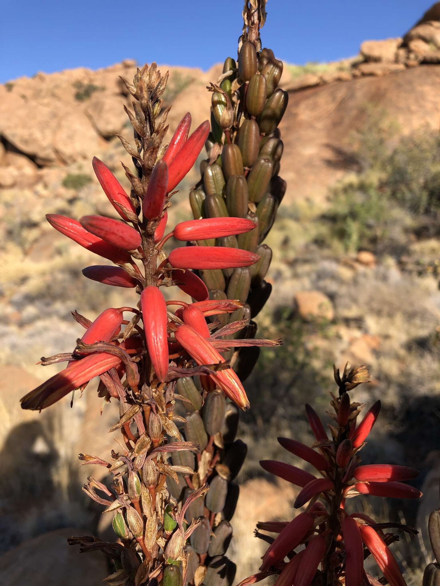 Aloe littoralis Baker resmi