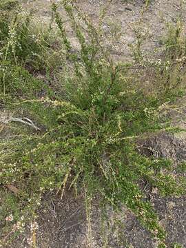 Image of Micromyrtus sessilis J. W. Green