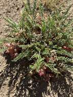 Image of freckled milkvetch