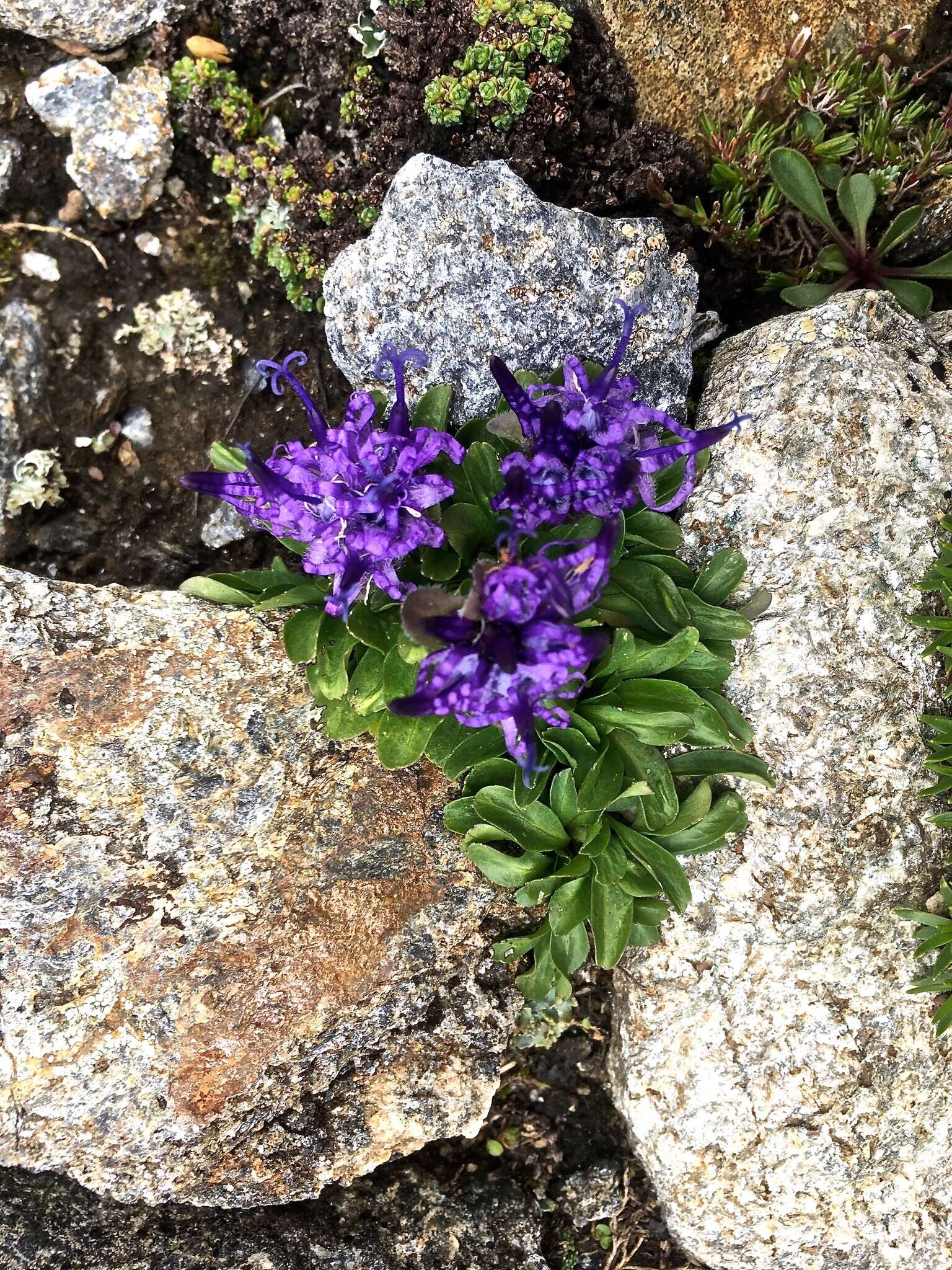 Sivun Phyteuma globulariifolium Sternb. & Hoppe kuva