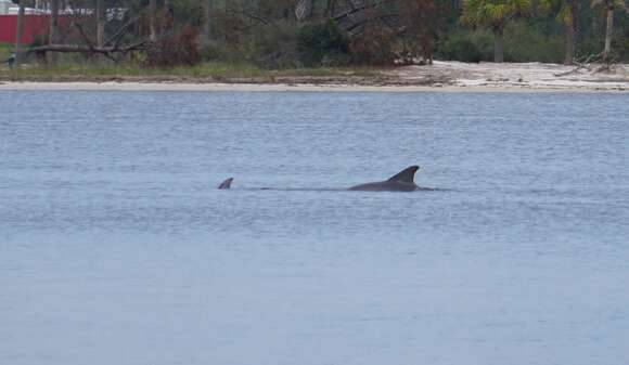 Imagem de Tursiops truncatus truncatus (Montagu 1821)