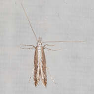 Image of Acrocercops quinquistrigella (Chambers 1875)